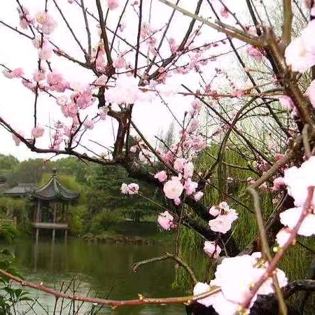 少波浪虎