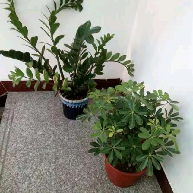 杨萍，湖南，怀化
