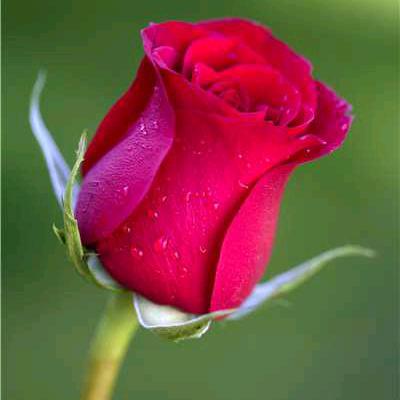 🌹清晨玫瑰🌹