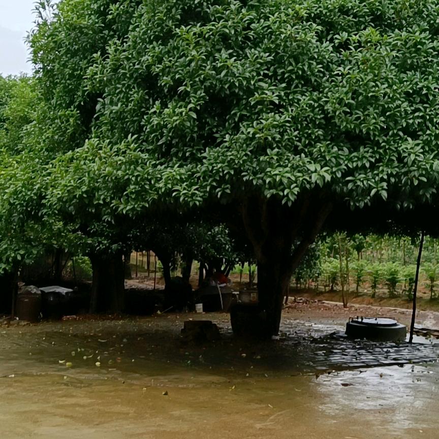 🇨🇳万事顺意