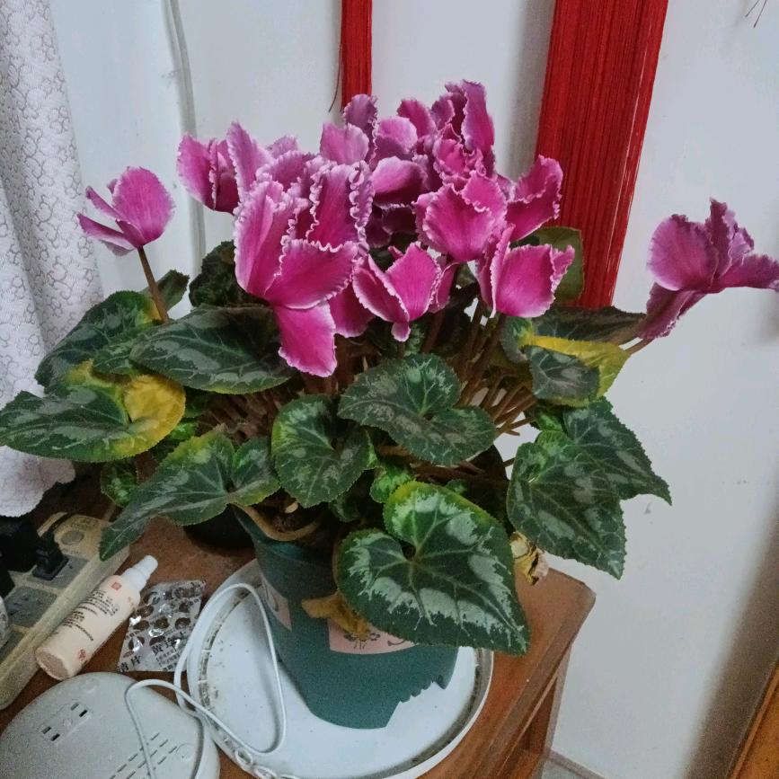 曲兰芝