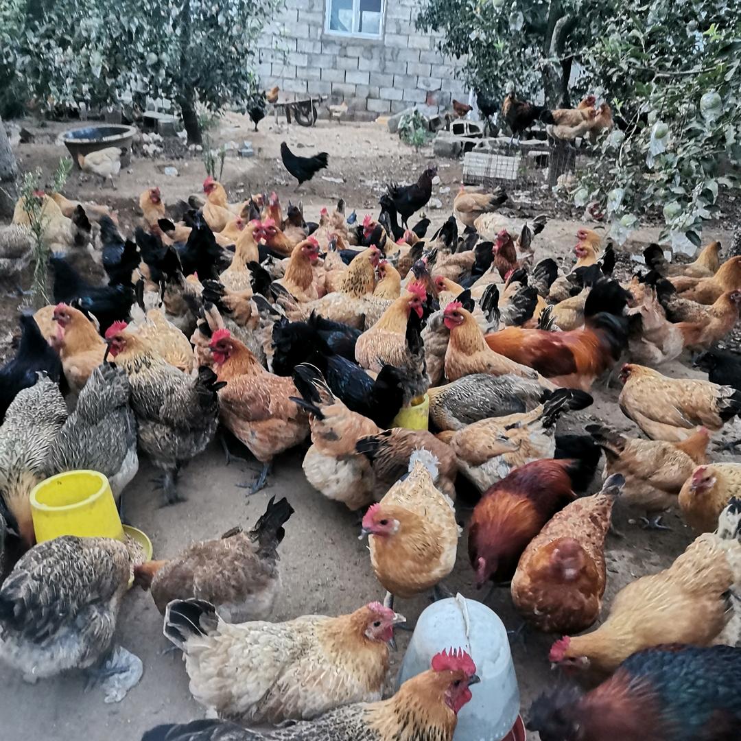 飞鸡养殖场范大姐