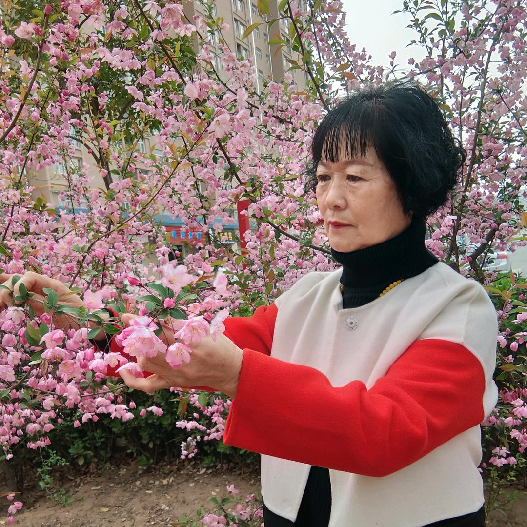 红菊