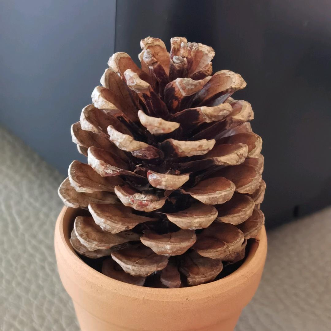 职有锋哥