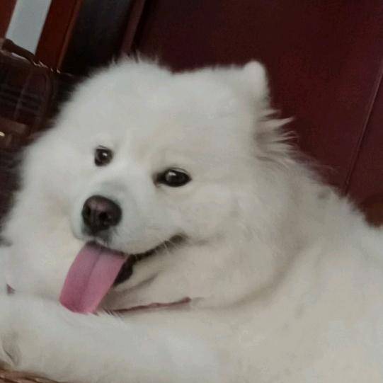 🦊留恋往事