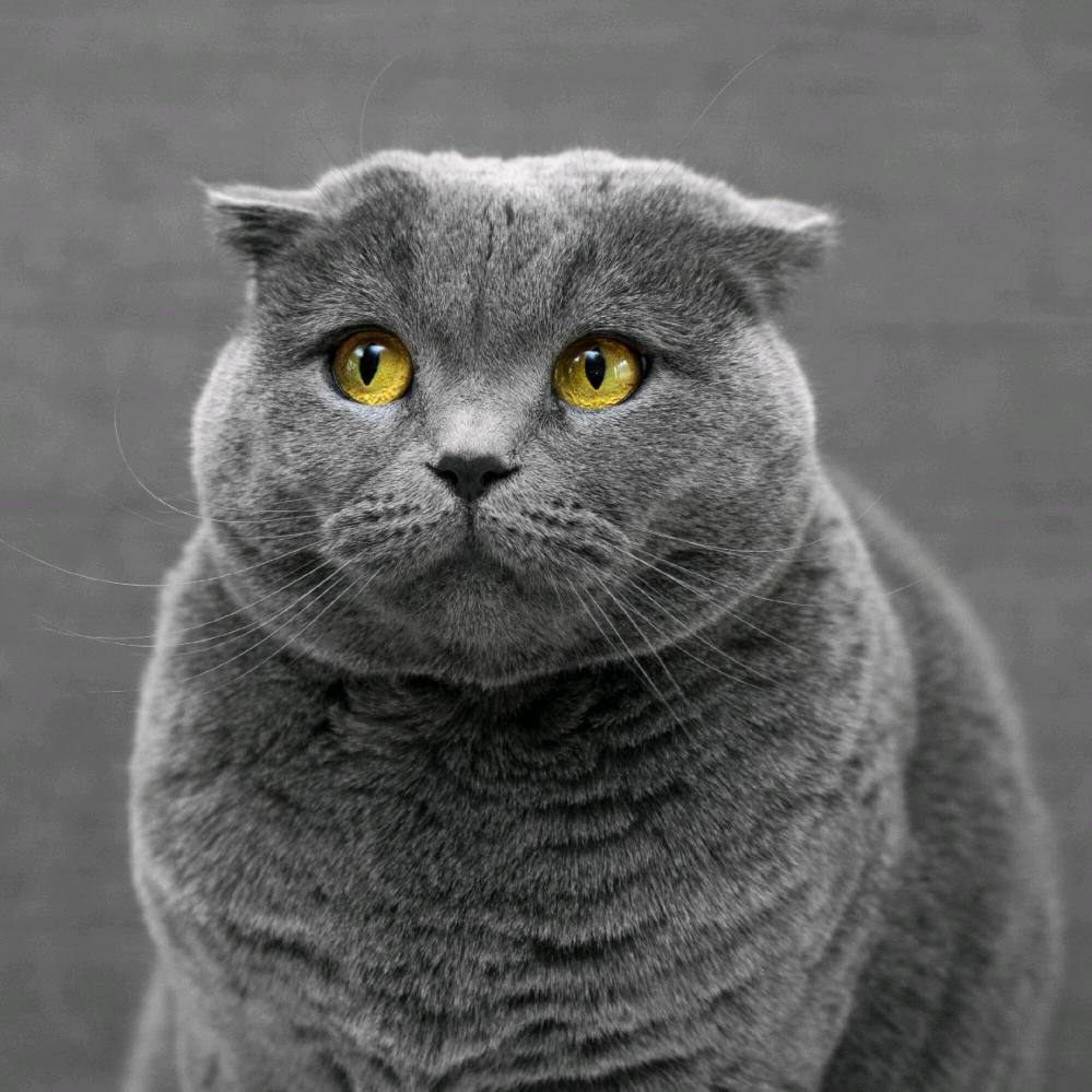 狼焱解说