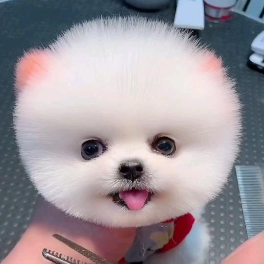 阳光的小萌萌