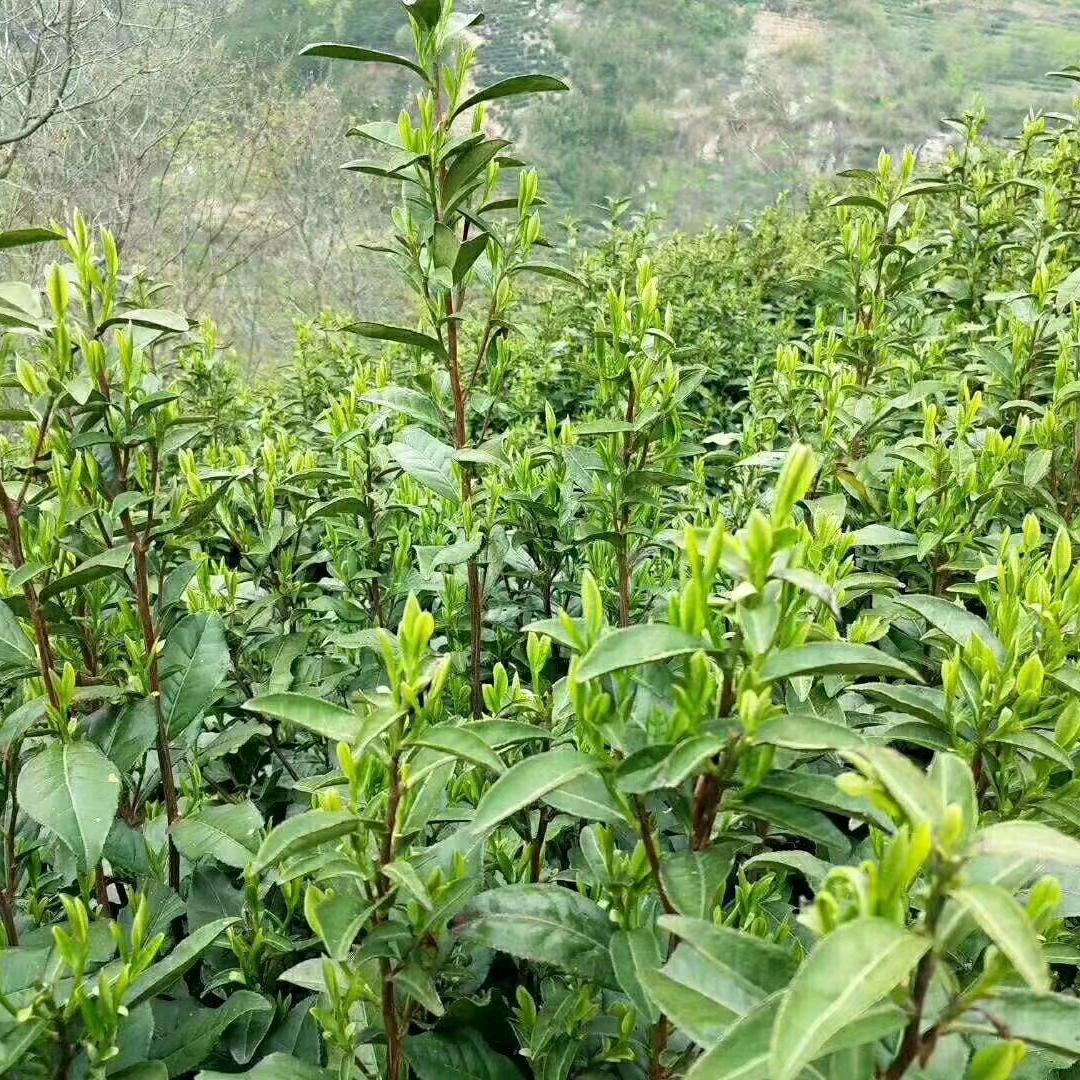 桐城龙眠小花茶叶，烟酒百货，网约车司机！