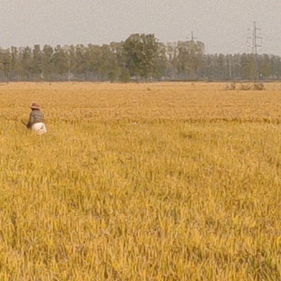 彩云家庭种植农场个体店