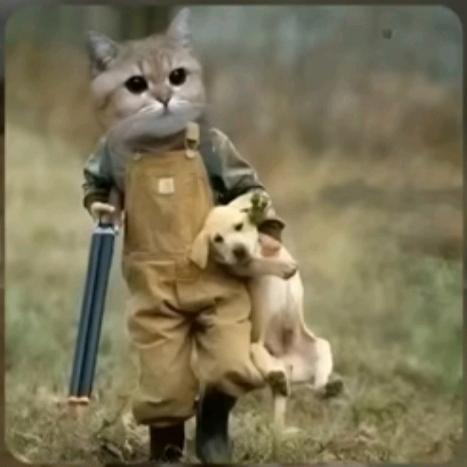 海上森林一只猫🐱