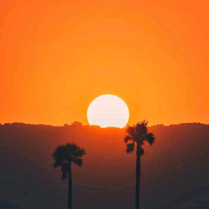 春叶