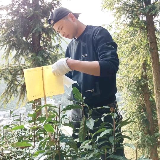 黄山小明