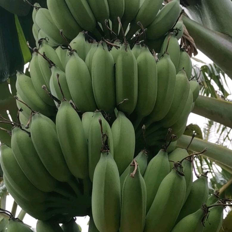 扬名