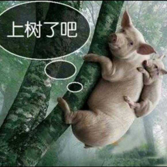 会上树的🐷
