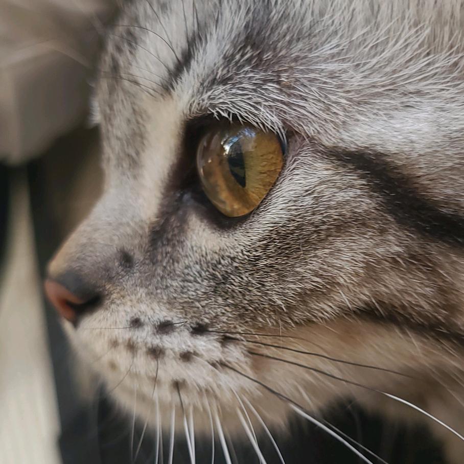 不吃香菜的小王子