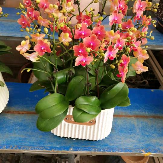 懑懑の緈褔