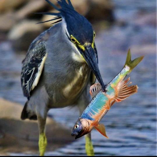 🌈马到成功🎣
