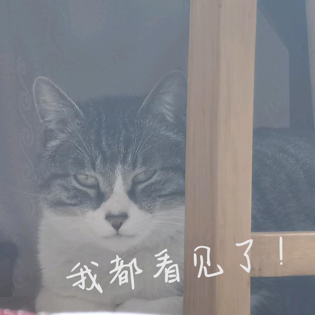 喵嗷嗷