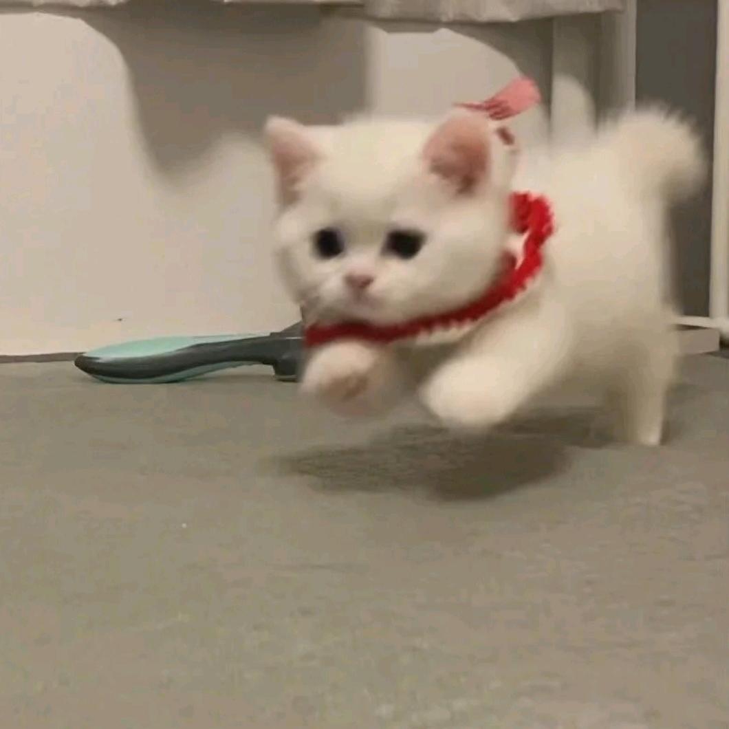 小猫不喵喵