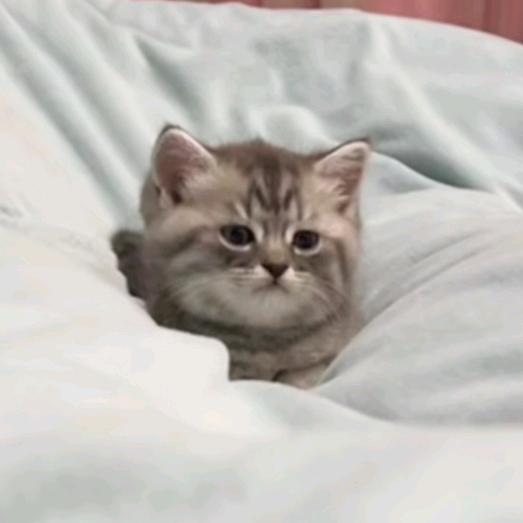 @@蝶语