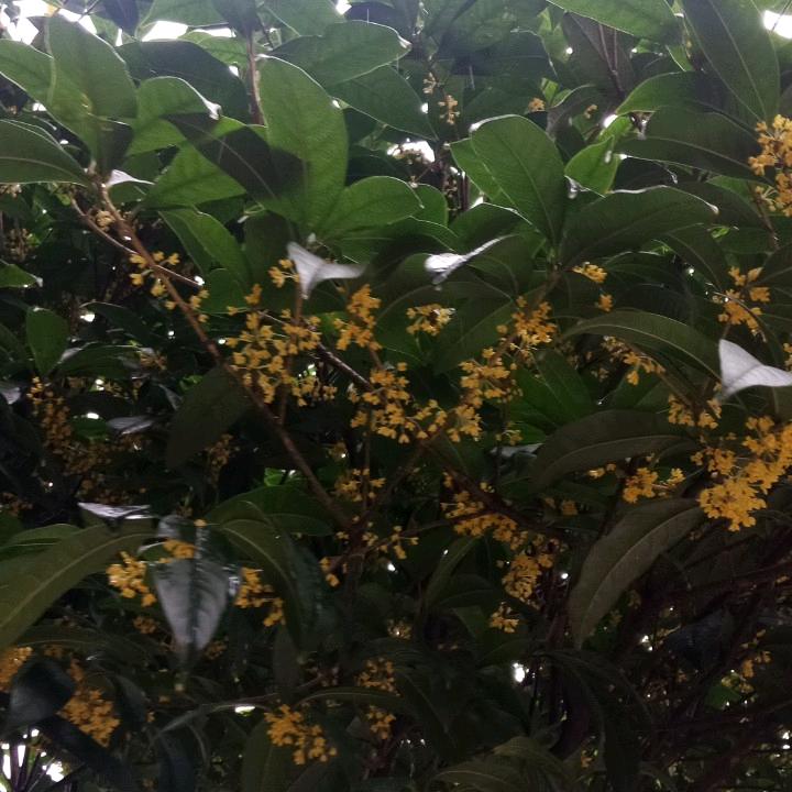 何飞情