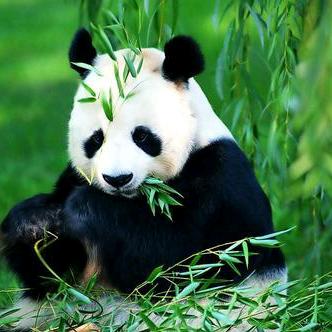 熊猫爸