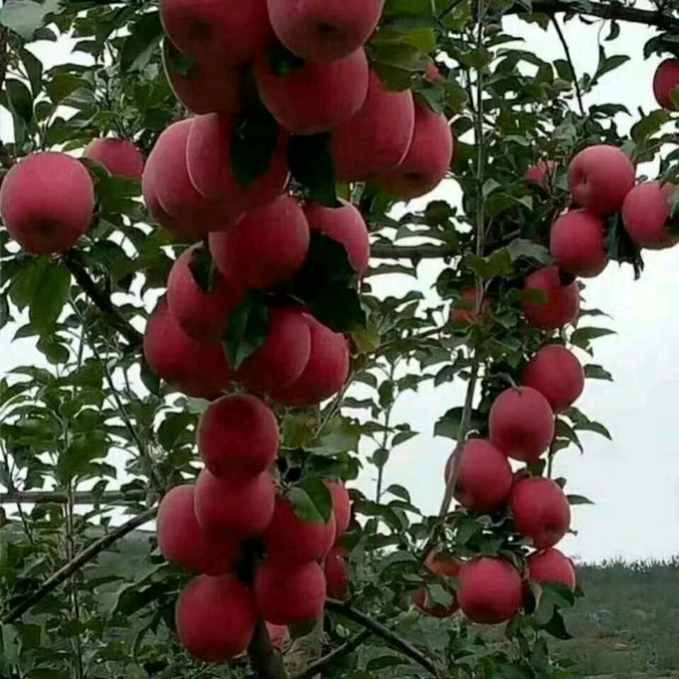 心如止水