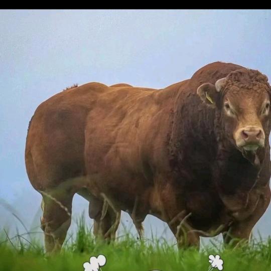 商河县白集鲜肉店