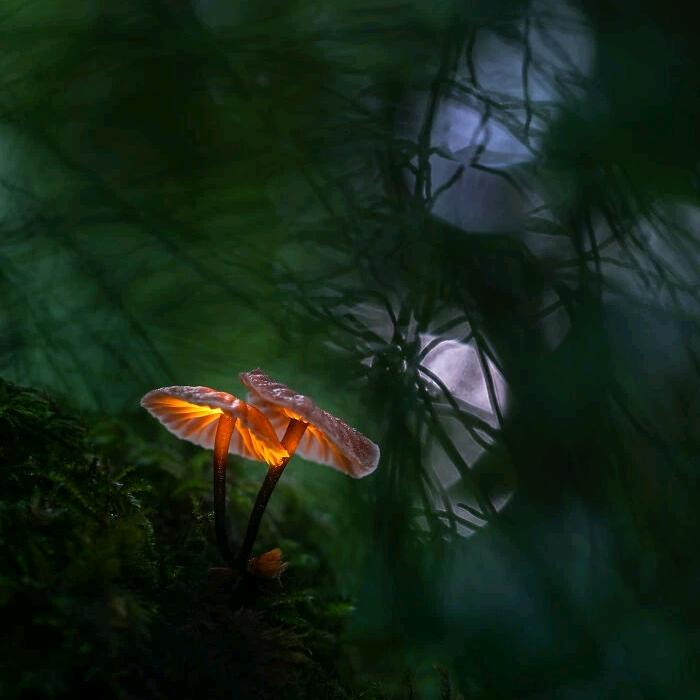 木鸡