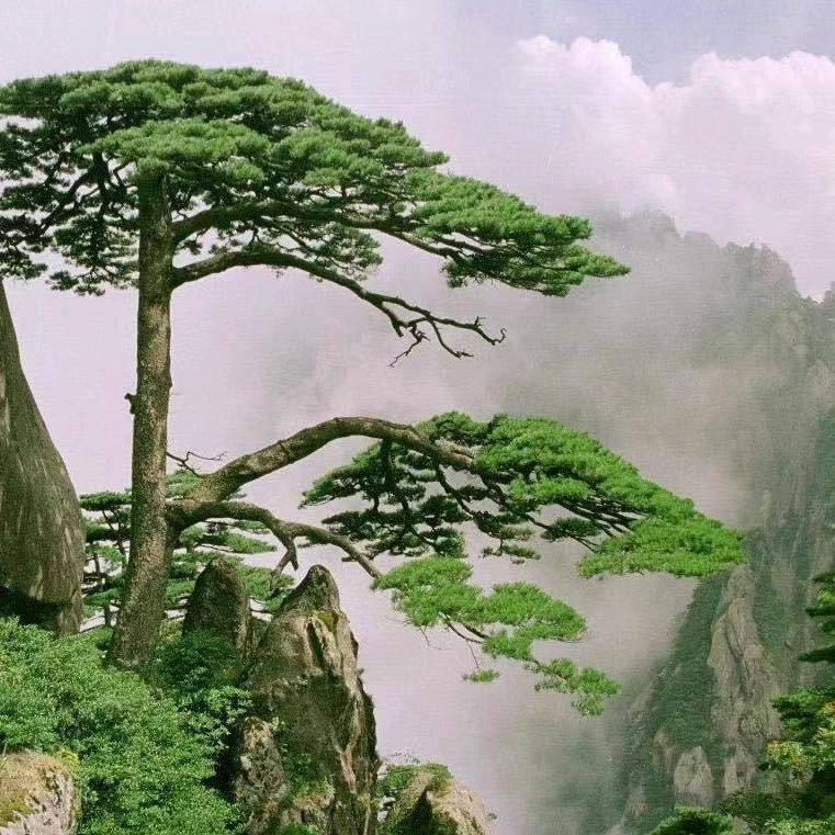 AAA沉默
