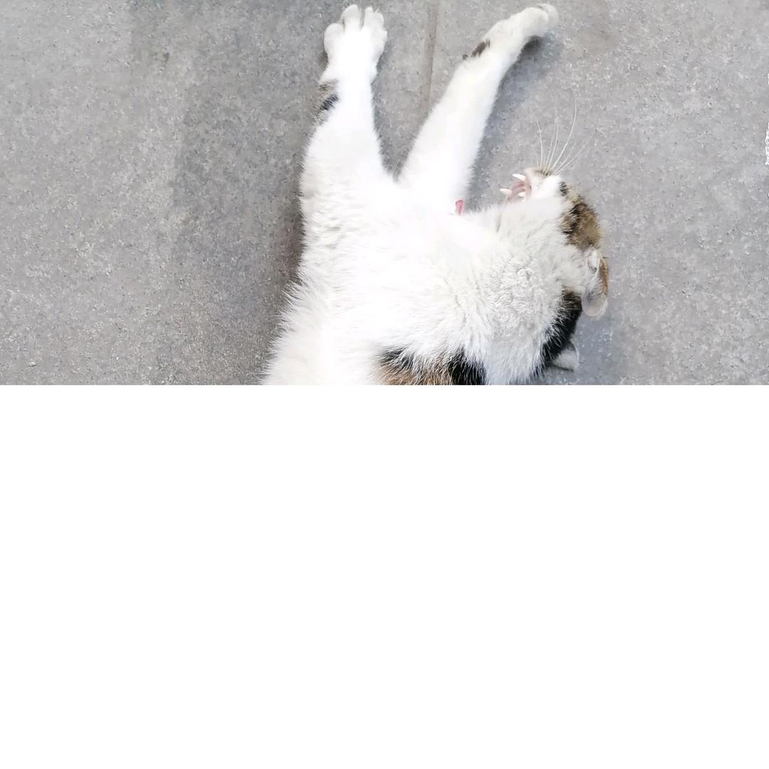 鸿的