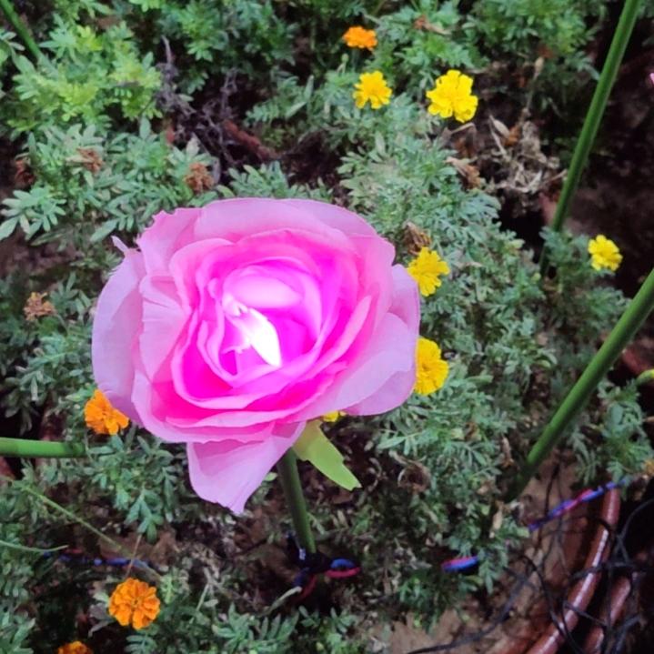 「菇凉淡了人生又何妨」