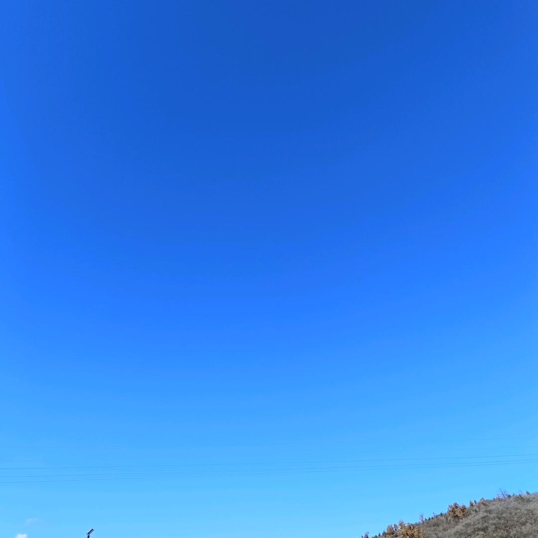 淡蓝色的叶子