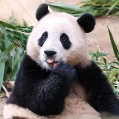 熊猫温情故事