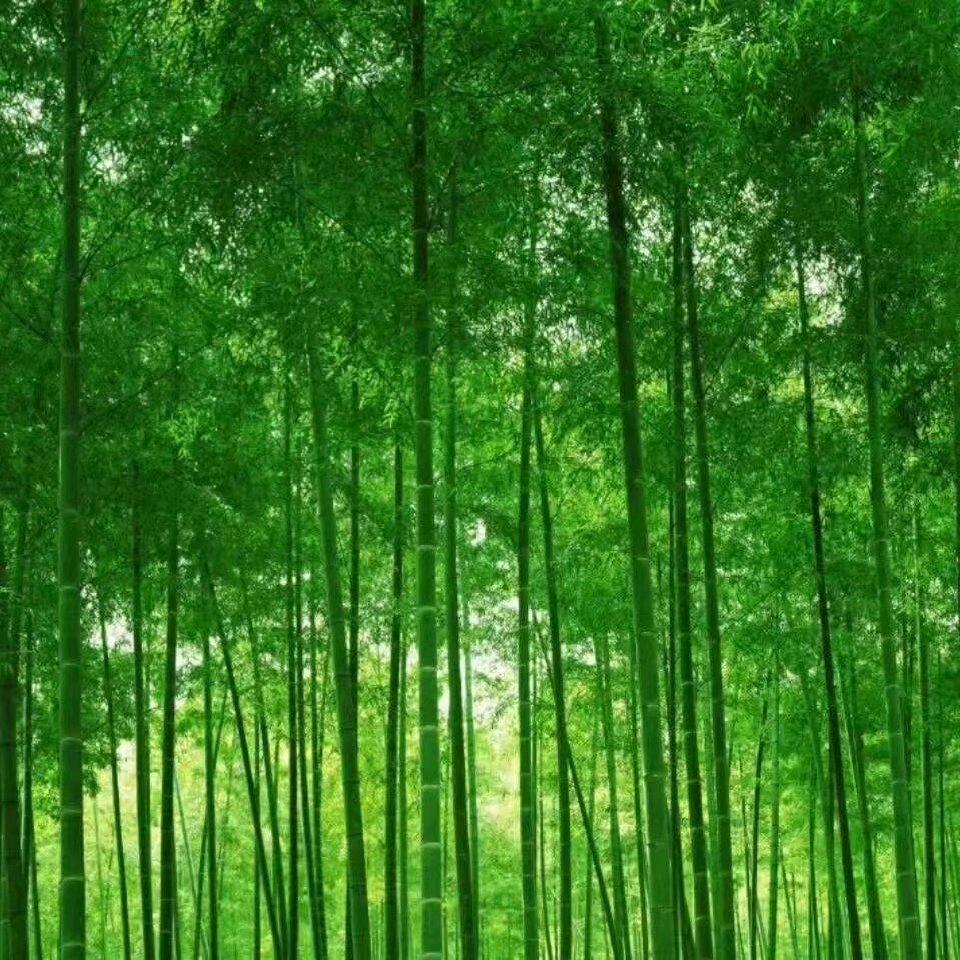 薄荷有点凉