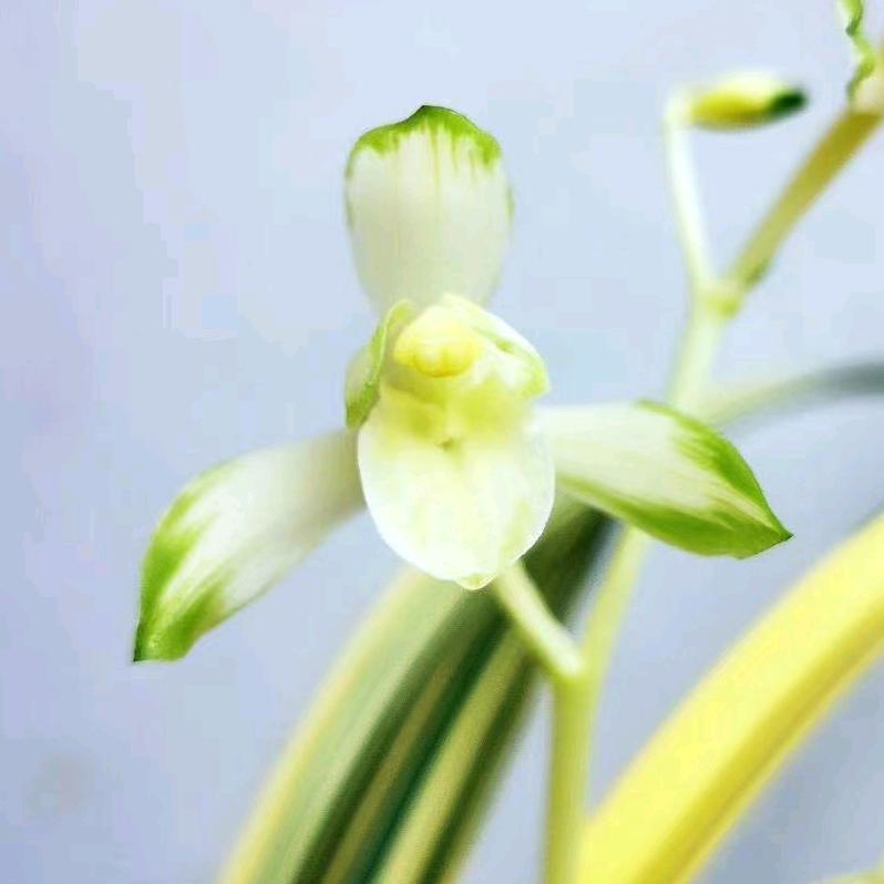 杨友磊
