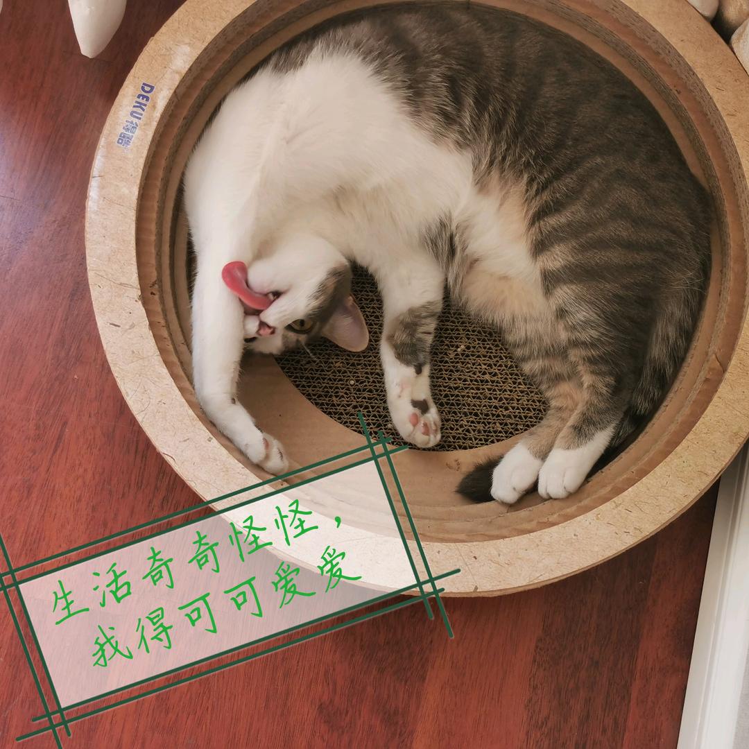 灰灰小可爱