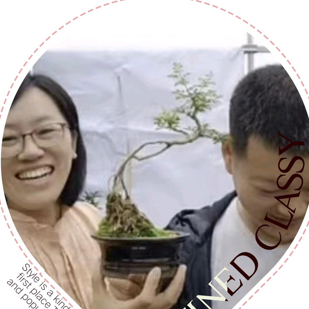 永嘉青桔圃