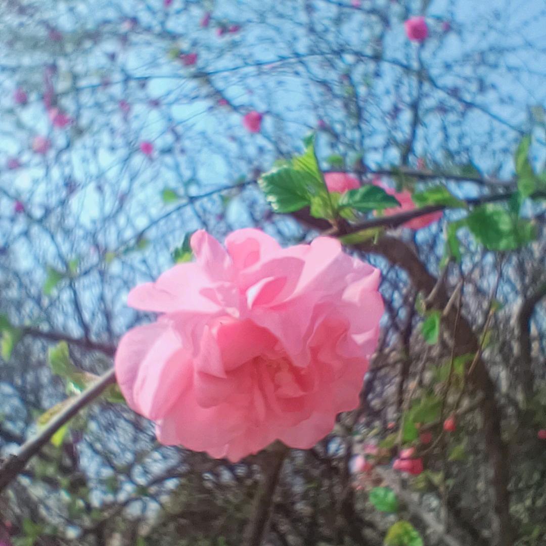 花花
