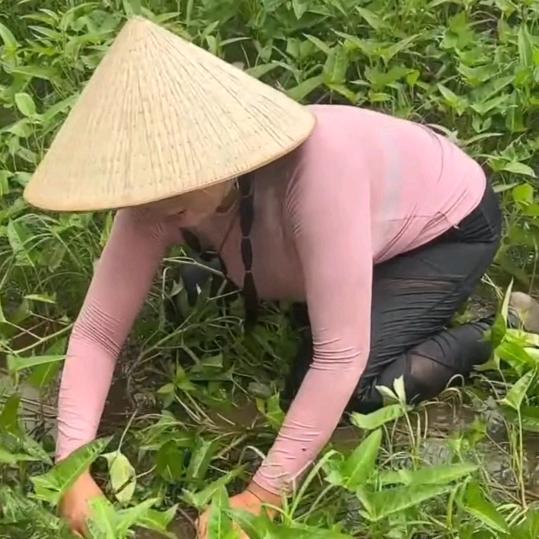 秀禾禾