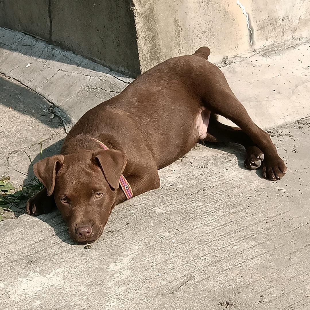 火梗犬专注，《爱玩火的哥。》鲁西南火梗犬