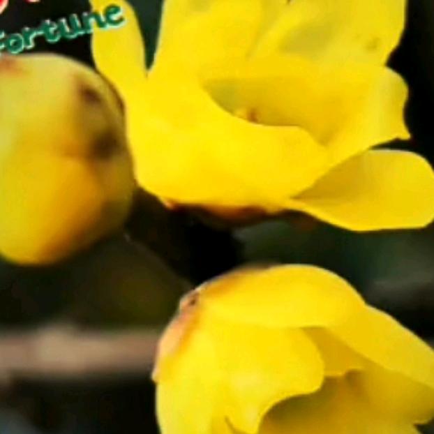 漫天的雪落在想你的夜