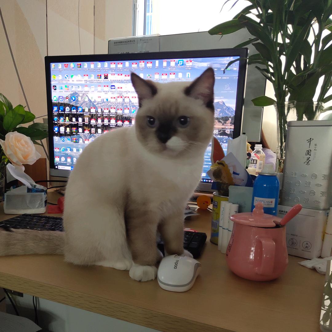 复活的心