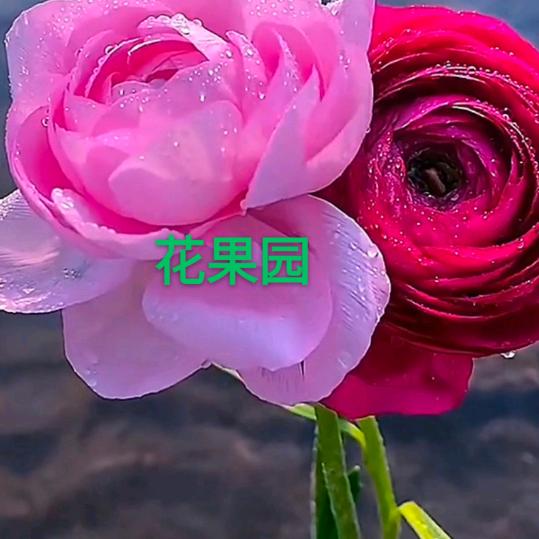 花果园