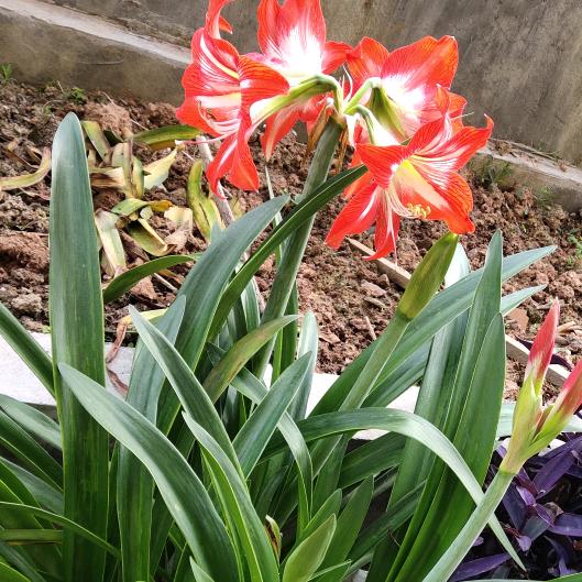 小花