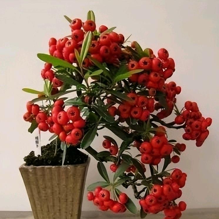 前程似景花卉