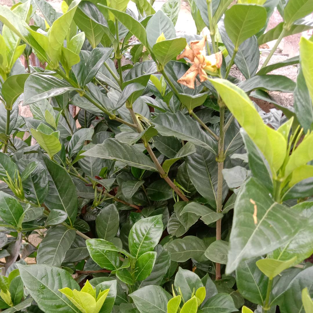 荣
