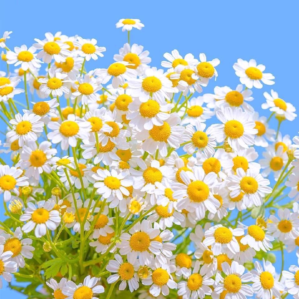 芋圆想去姑苏郡种橘子树