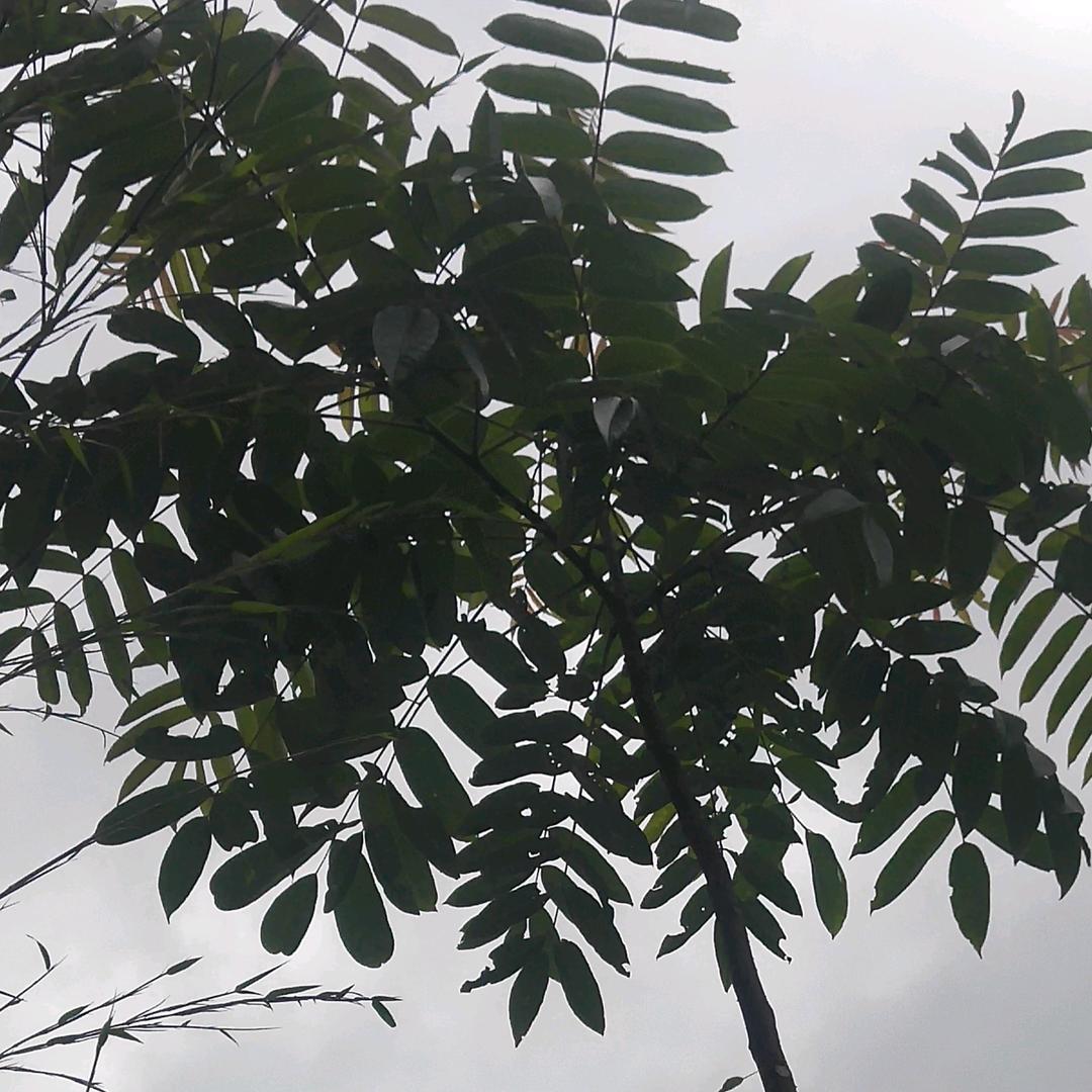 爱情海