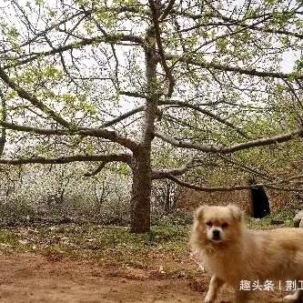 一杯清茶